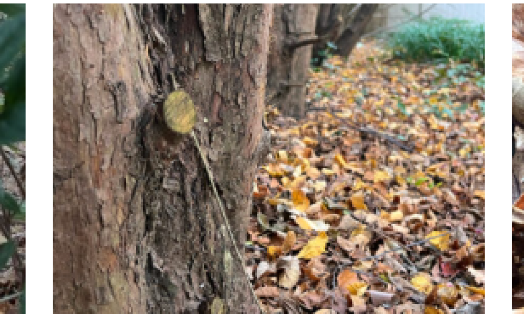 There are a lot of leaves outside my window, and I’m guessing your view might be similar. This carpet of dead foliage is often viewed as a nuisance, but it can be an important component in t