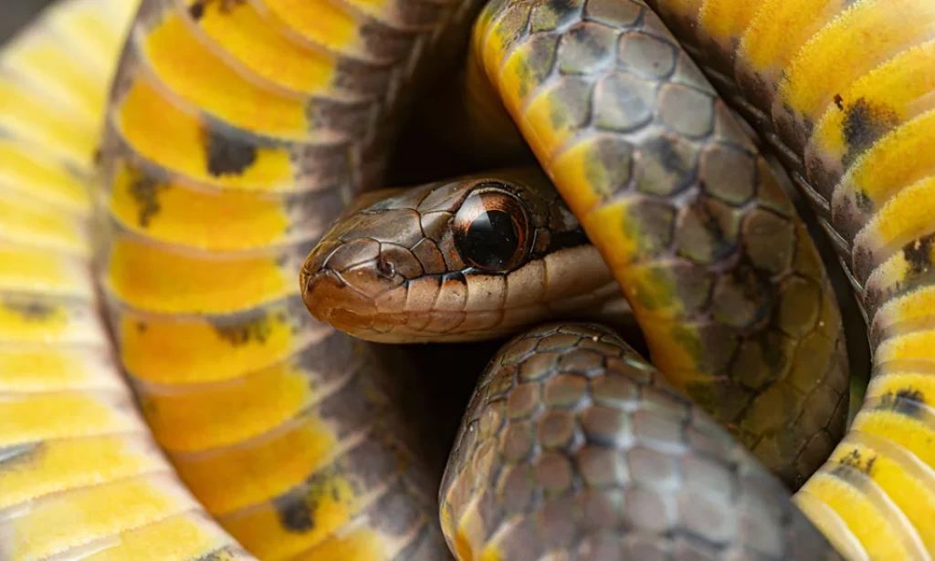 Why some animals can eat poison and cheat death