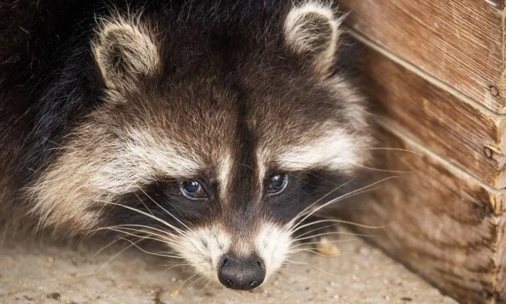 Cuter and closer: Raccoons may be on their way to becoming America's next pet