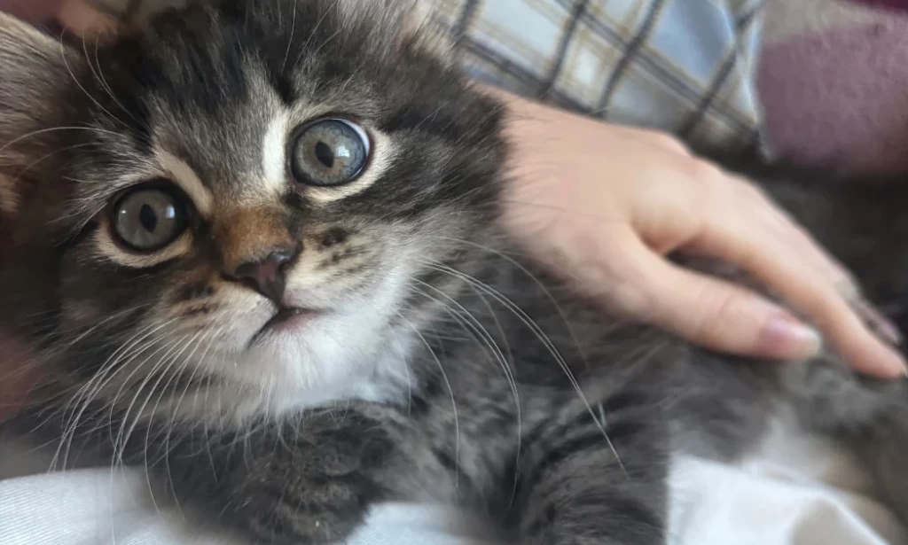 Adopting your first cat? Here's what an expert wants you to know first.