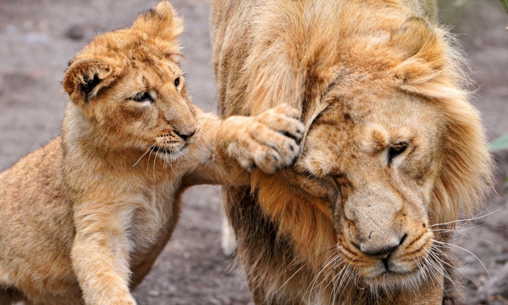 This N.J. zoo is celebrating its first lion cub births