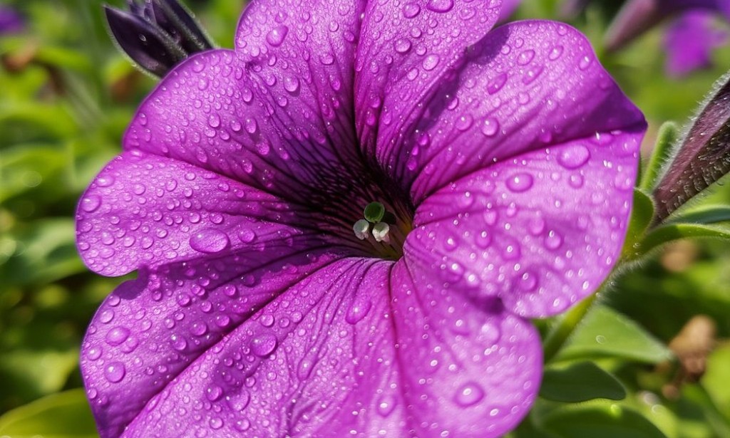 15 Spiritual Meanings of the Color Purple