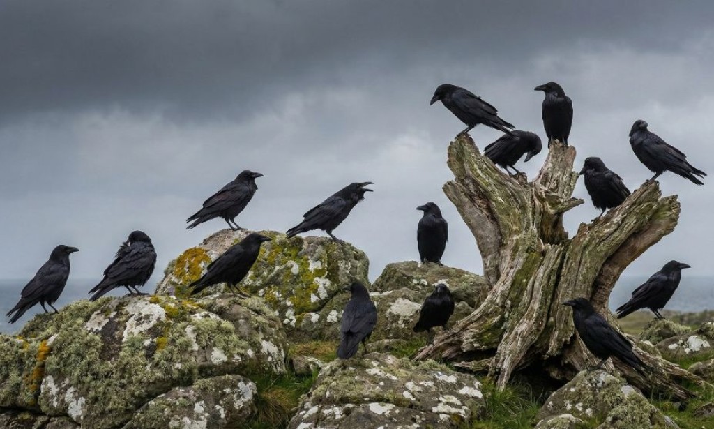15 Spiritual Meanings of Ravens