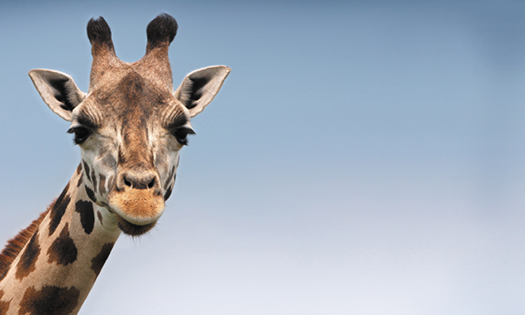 If I could talk to the animals