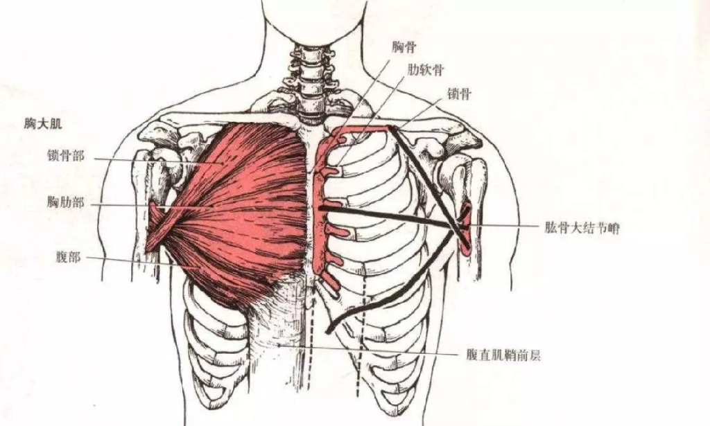 The Ultimate Guide to Building a Powerful Male Chest: Science-Backed Strategies for Muscle Growth