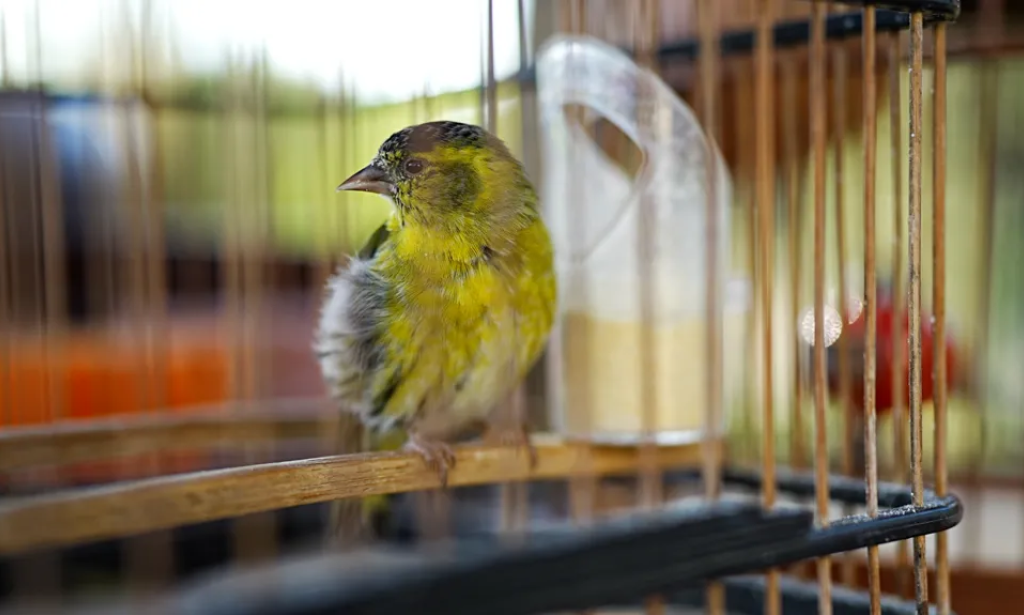 Catching the hunters trapping rare songbirds in China