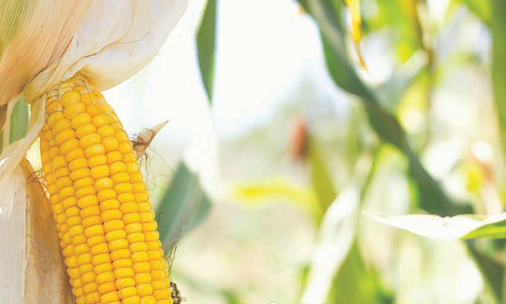 Investigating the impact of rising carbon dioxide levels on maize
