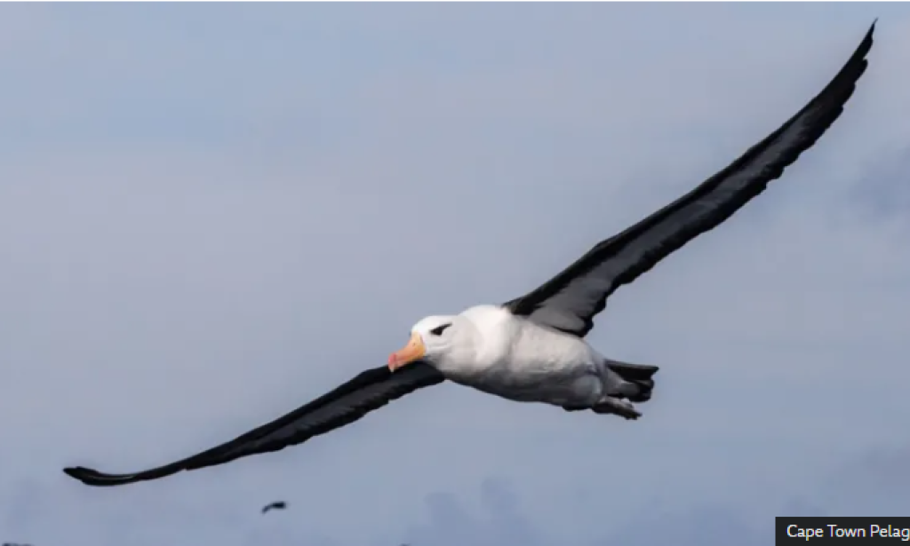 Saving South Africa's threatened albatross from lethal fishing lines
