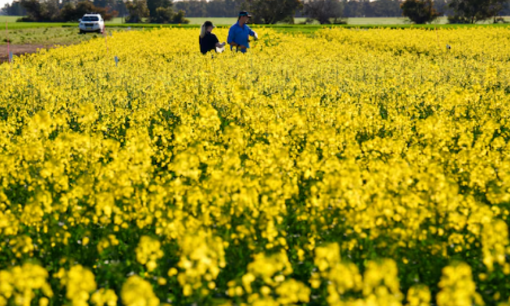 Avoiding seed oils is an online trend, but are they as bad as some would have you believe?